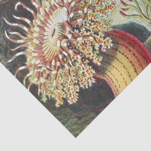Zee Anemone Wetenschappelijke Natuur Oceaan Tissuepapier (Detail)