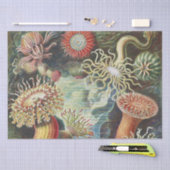 Zee Anemone Wetenschappelijke Natuur Oceaan Tissuepapier (Craft)