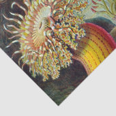 Zee Anemone Wetenschappelijke Natuur Oceaan Tissuepapier (Detail)
