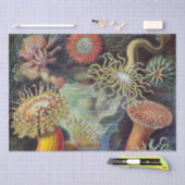 Zee Anemone Wetenschappelijke Natuur Oceaan Tissuepapier (Craft)