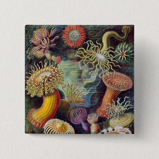 Zee Anemone Wetenschappelijke Natuur Oceaan Vierkante Button 5,1 Cm (Voorkant)