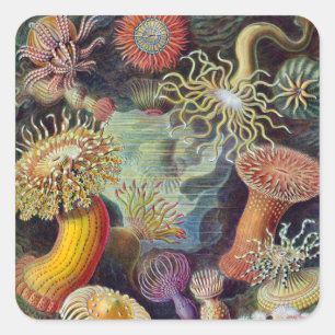 Zee Anemone Wetenschappelijke Natuur Oceaan Vierkante Sticker