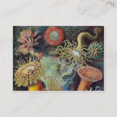 Zee Anemone Wetenschappelijke Natuur Oceaan Visitekaartje (Achterkant)