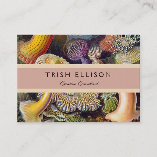 Zee Anemone Wetenschappelijke Natuur Oceaan Visitekaartje (Voorkant)