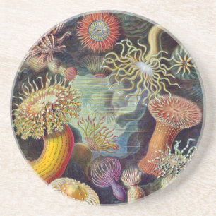 Zee Anemone Wetenschappelijke Natuur Oceaan Zandsteen Onderzetter