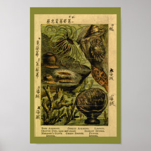 Zee Anemone Zee maakt kunst afdrukken Poster