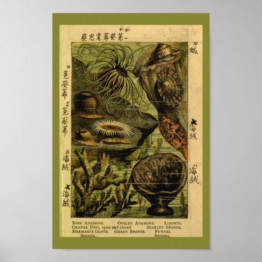  Zee Anemone Zee maakt kunst afdrukken Poster (Voorkant)
