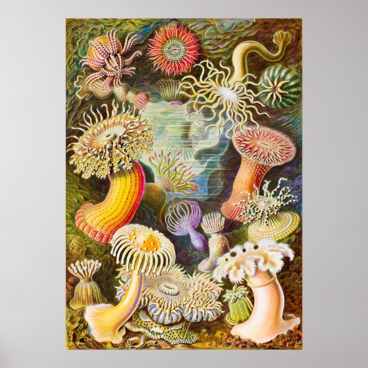 Zee Anemonen, 1904 door Haeckel Poster (Voorkant)