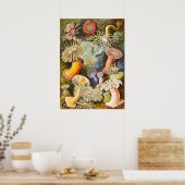 Zee Anemonen, 1904 door Haeckel Poster (Keuken)