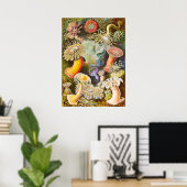 Zee Anemonen, 1904 door Haeckel Poster (Thuiskantoor)