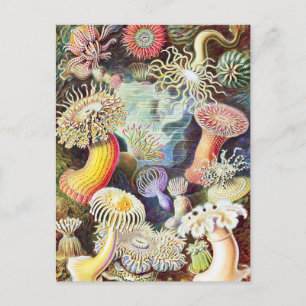 Zee anemonen illustratie door Ernst Haeckel Briefkaart