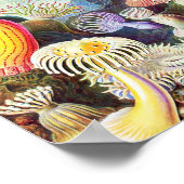 Zee anemonen illustratie door Ernst Haeckel Poster (Hoek)