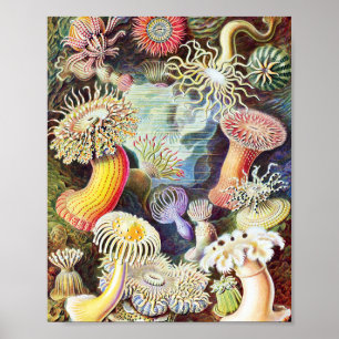 Zee anemonen illustratie door Ernst Haeckel Poster