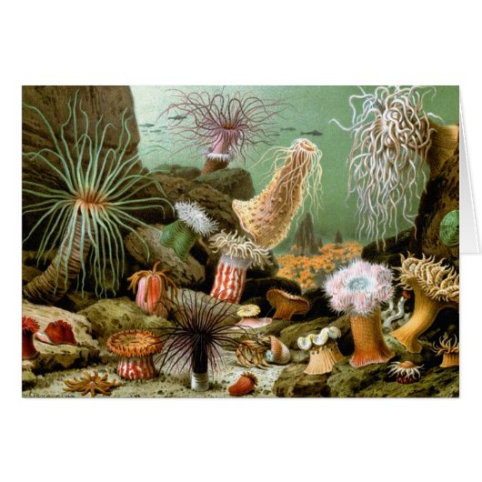 Zee Anemonen,  Marine Life Ocean Animals (Voorkant Horizontaal)