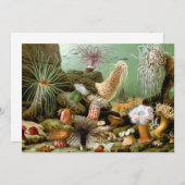 Zee Anemonen,  Marine Life Ocean Animals (Voorkant / Achterkant)