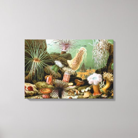 Zee Anemonen,  Marine Life Ocean Animals Canvas Afdruk (Voorkant)