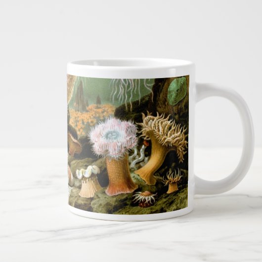 Zee Anemonen,  Marine Life Ocean Animals Grote Koffiekop (Rechts)