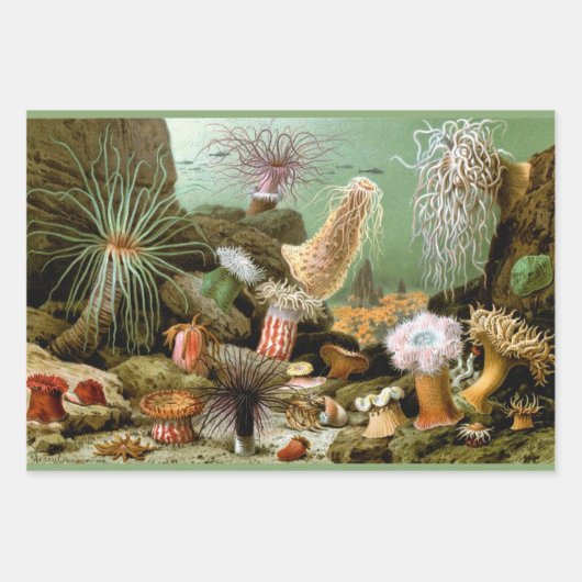 Zee Anemonen,  Marine Life Ocean Animals Inpakpapier Vel (Voorkant 2)