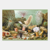 Zee Anemonen,  Marine Life Ocean Animals Inpakpapier Vel (Voorkant)