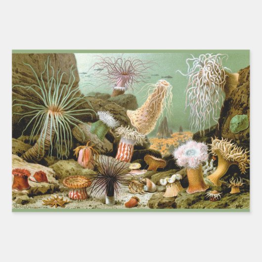 Zee Anemonen, Marine Life Ocean Animals Inpakpapier Vel (Voorkant)