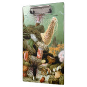 Zee Anemonen,  Marine Life Ocean Animals Klembord (Links)