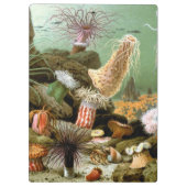 Zee Anemonen,  Marine Life Ocean Animals Klembord (Achterkant)
