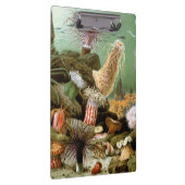 Zee Anemonen,  Marine Life Ocean Animals Klembord (Rechts)