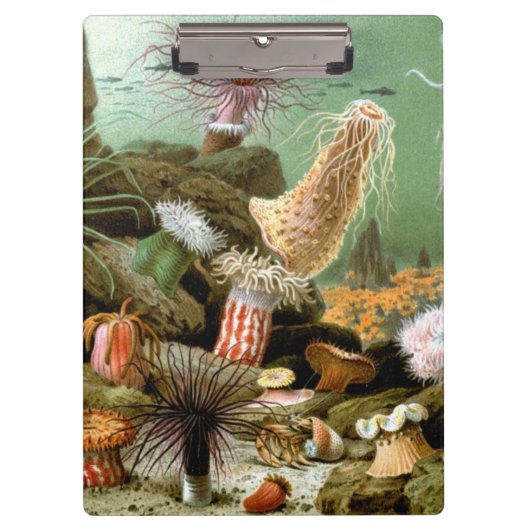 Zee Anemonen,  Marine Life Ocean Animals Klembord (Voorkant)