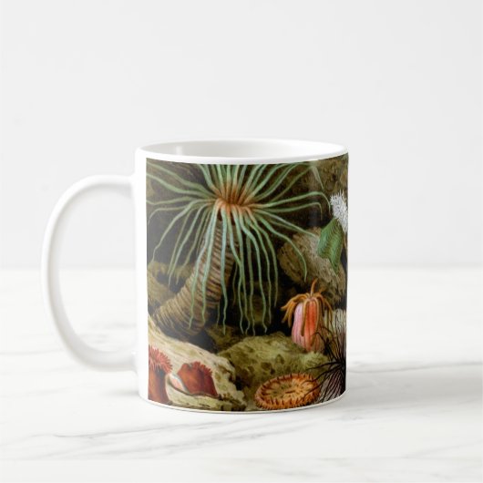 Zee Anemonen,  Marine Life Ocean Animals Koffiemok (Links)