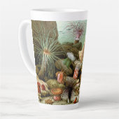 Zee Anemonen,  Marine Life Ocean Animals Latte Mok (Linkerhoek)