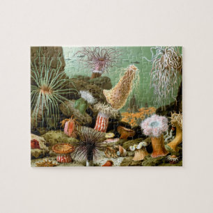 Zee Anemonen,  Marine Life Ocean Animals Legpuzzel