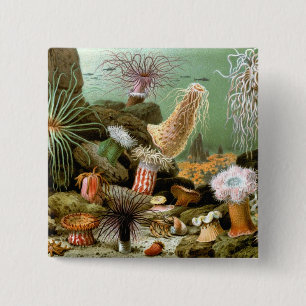 Zee Anemonen, Marine Life Ocean Animals Vierkante Button 5,1 Cm