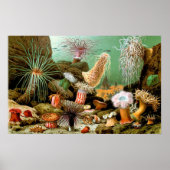 Zee anemonen onderwater Poster (Voorkant)