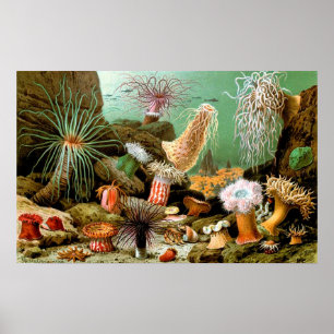  Zee anemonen onderwater Poster