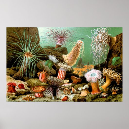 Zee anemonen onderwater Poster (Voorkant)