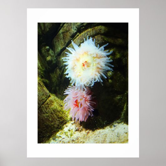 Zee anemonen poster (Voorkant)