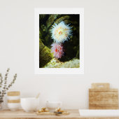 Zee anemonen poster (Keuken)