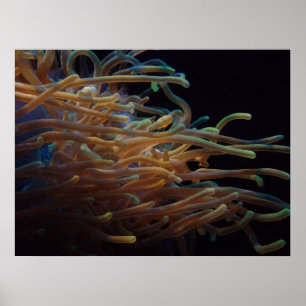 Zee anemonen poster