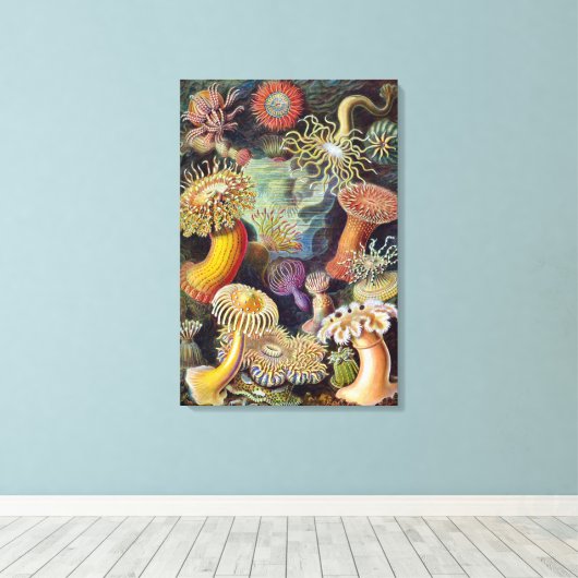 Zee Anemones, Actiniae, ingediend door Ernst Haec Canvas Afdruk (Insitu (Houten vloer))