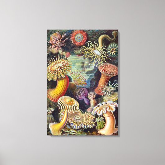 Zee Anemones, Actiniae, ingediend door Ernst Haec Canvas Afdruk (Voorkant)