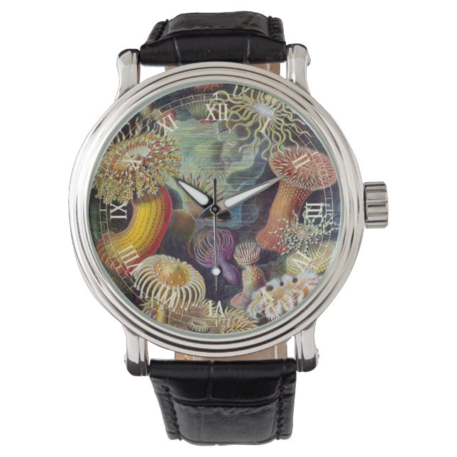  Zee Anemones, Actiniae, ingediend door Ernst Haec Horloge (Voorkant)