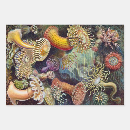  Zee Anemones, Actiniae, ingediend door Ernst Haec Inpakpapier Vel (Voorkant)