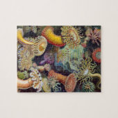 Zee Anemones, Actiniae, ingediend door Ernst Haec Legpuzzel (Horizontaal)