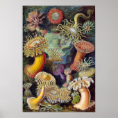 Zee Anemones, Actiniae, ingediend door Ernst Haec Poster (Voorkant)