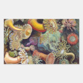  Zee Anemones, Actiniae, ingediend door Ernst Haec Rechthoekige Sticker (Voorkant)
