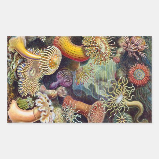  Zee Anemones, Actiniae, ingediend door Ernst Haec Rechthoekige Sticker (Voorkant)