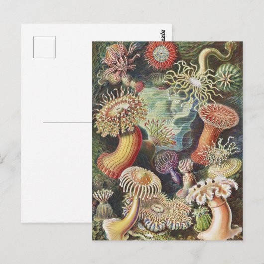Zee Anemones, Actiniae Seeanemonen Ernst Haeckel Briefkaart (Voorkant / Achterkant)