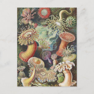 Zee Anemones, Actiniae Seeanemonen Ernst Haeckel Briefkaart