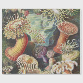Zee Anemones, Actiniae Seeanemonen Ernst Haeckel Cadeaupapier (Vlak)