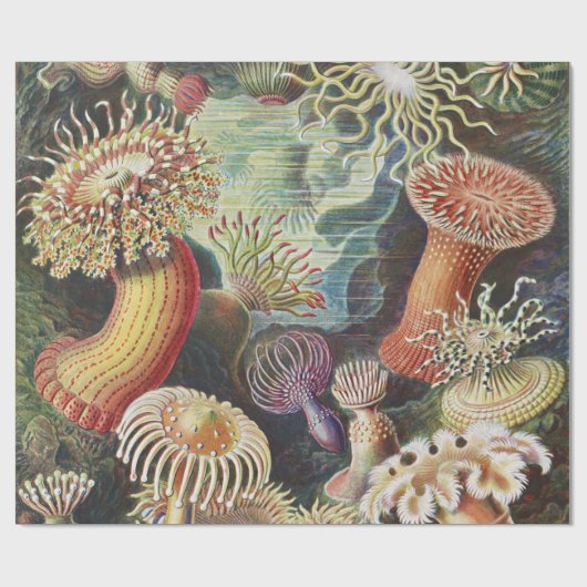 Zee Anemones, Actiniae Seeanemonen Ernst Haeckel Cadeaupapier (Vlak)